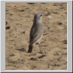 Dessert wheatear fem..jpg